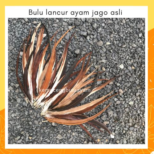 Bulu Ayam Lancur Jago Panjang Warna Hitam Warna Warni isi 50 biji Hiasan Kepala Bandana Adat Papua