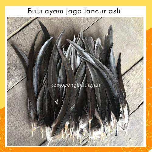 Lancur Bulu Ayam Jago Asli Warna HItam untuk Hiasan Kepala Adat Dayak Papua Bandana Bulu Bando Bulu