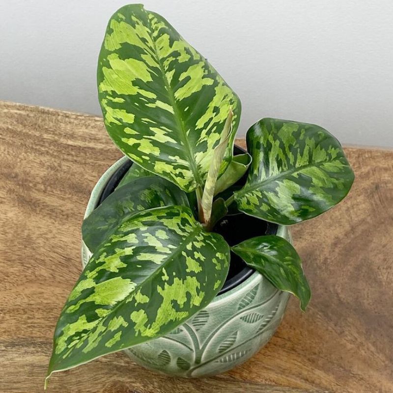 Tanaman homalomena wallisii / army