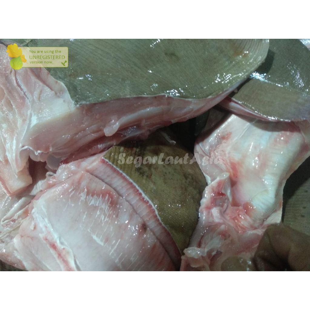 

Ikan Pari Segar Fillet Ikan Pari 1Kg Ikan Laut Segar