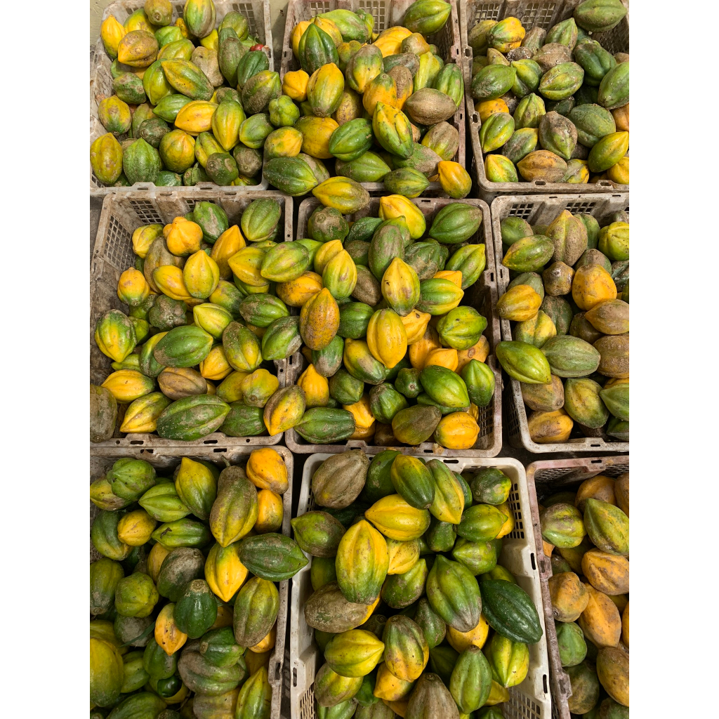 

Carica khas dieng (buah carica segar) PROMO HARGA TERMURAH
