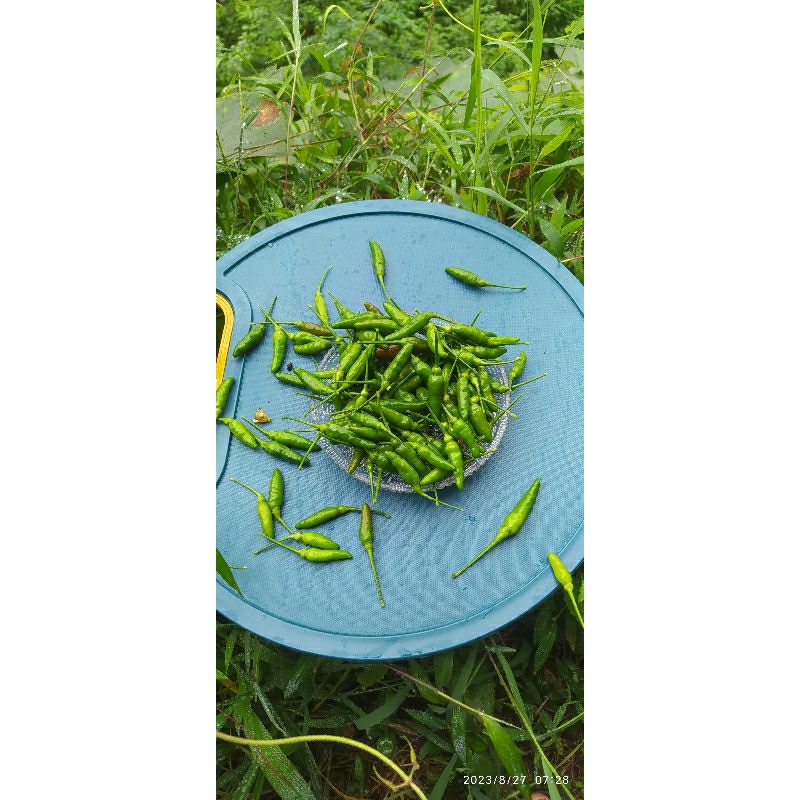 

cabe rawit hijau 1kg