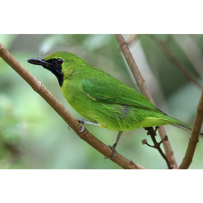 Burung Jomin Ijo mini Jantan bahan pilihan
