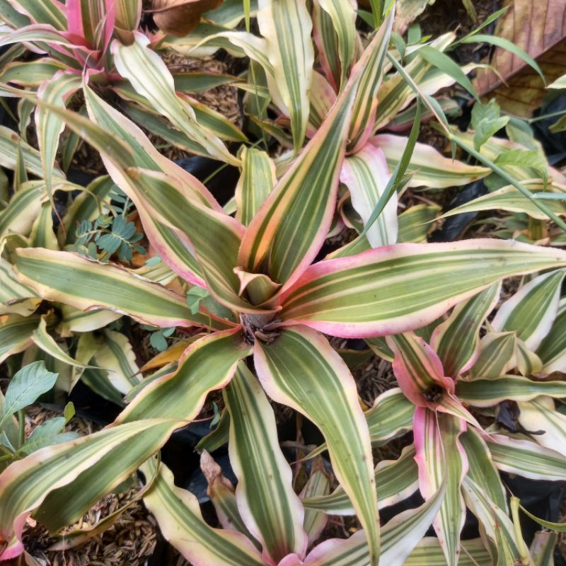 Tanaman Hias Bromelia Tricolor/Bromelia Mini Tricolour