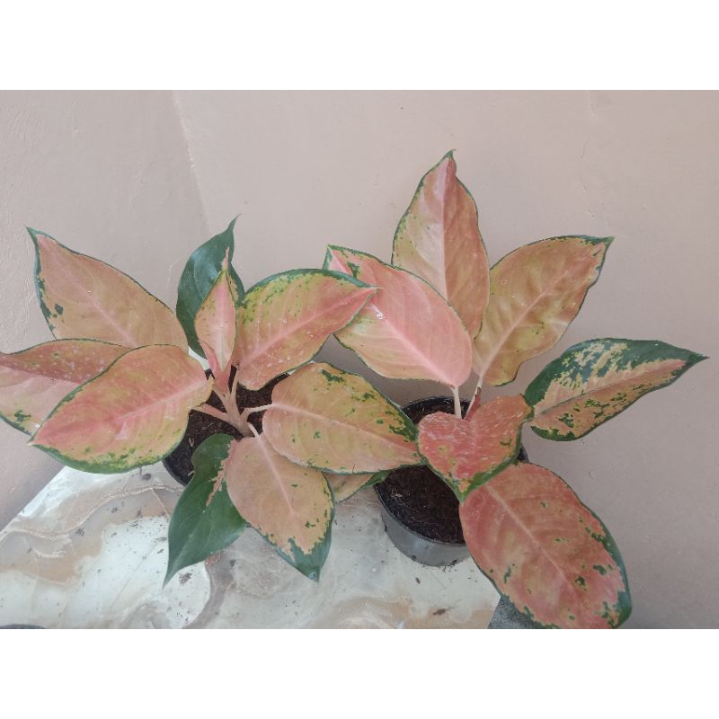 aglonema kochin kuning/ KOCHIN TEMBAGA