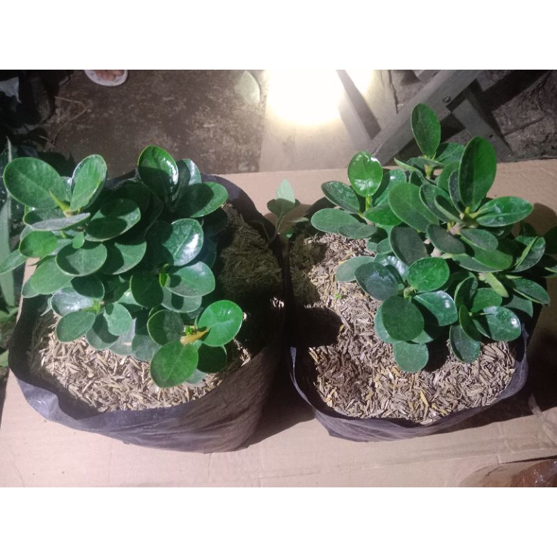 Dolar mangkok/dolar mikro