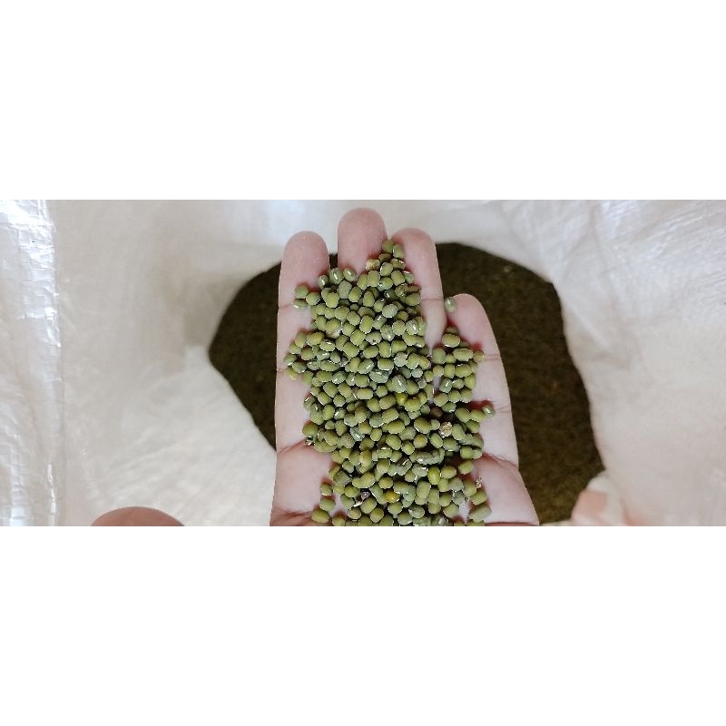 

kacang hijau
