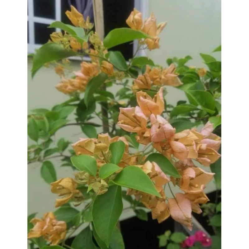 Bibit bugenvil anggur kuning