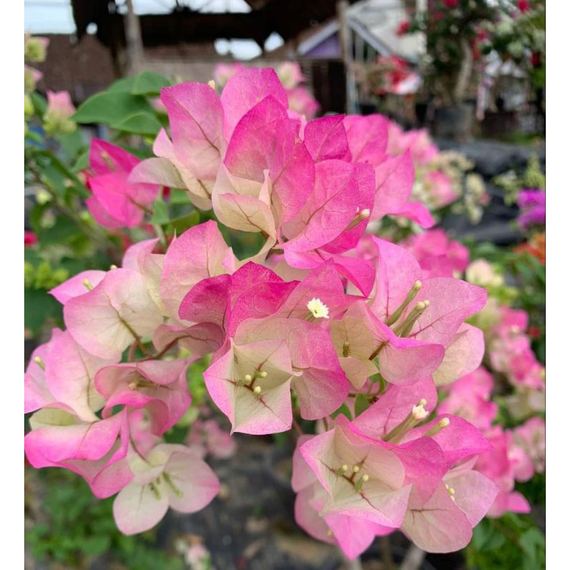 bibit bugenvil bengawan solo