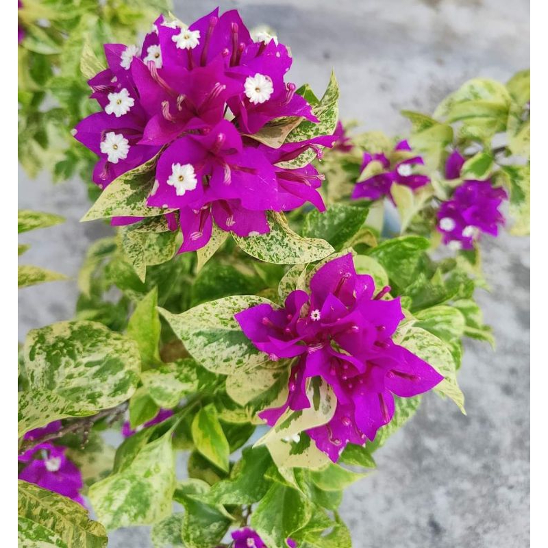 Bibit bugenvil jewel kropok