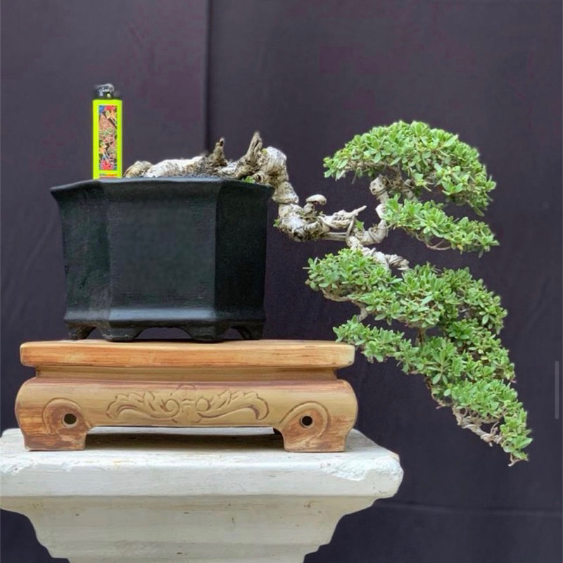 Bonsai Santigi mewah siap kontes