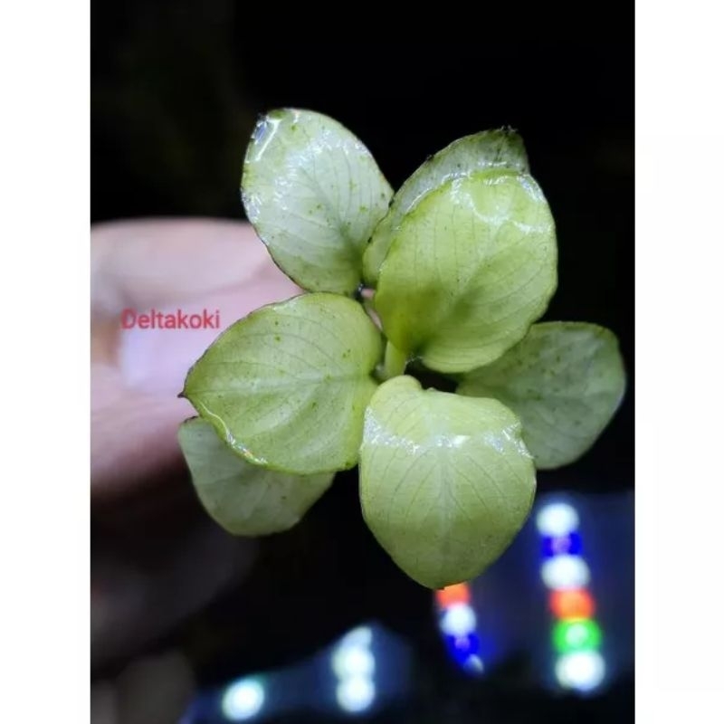 Anubias Panda fullWhite | Tanaman Hias Aquascape