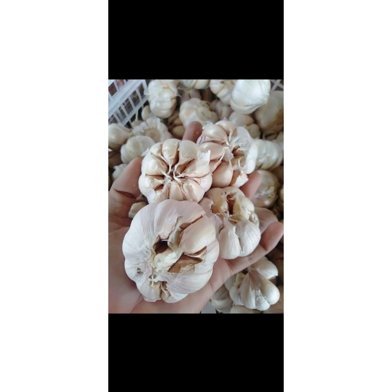 

BAWANG PUTIH SETENGAH KILO