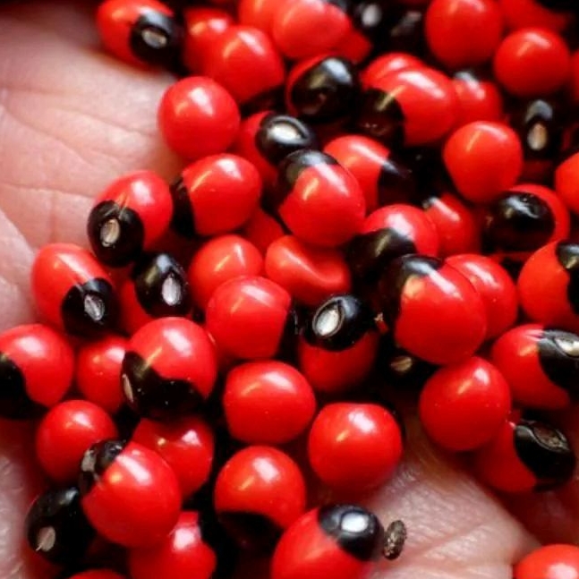 100 butir biji saga rambat / benih saga / biji tanaman saga.