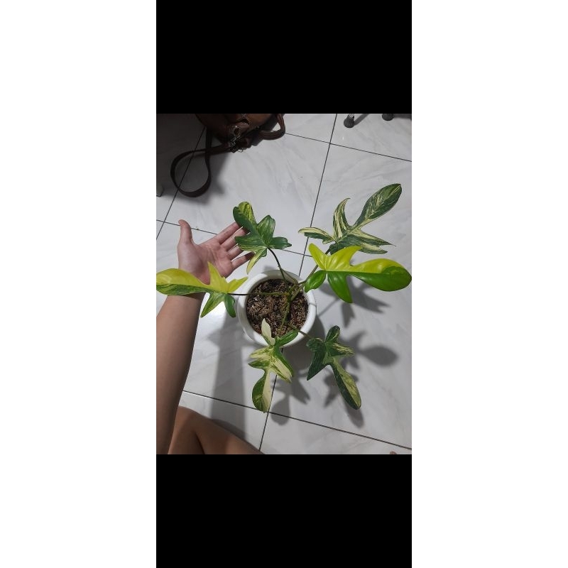 tanaman hias philodendron florida beauty variegata