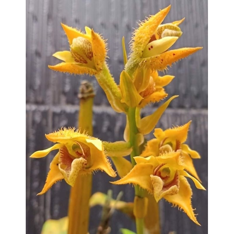 dendrobium macrophyllum sulawesi