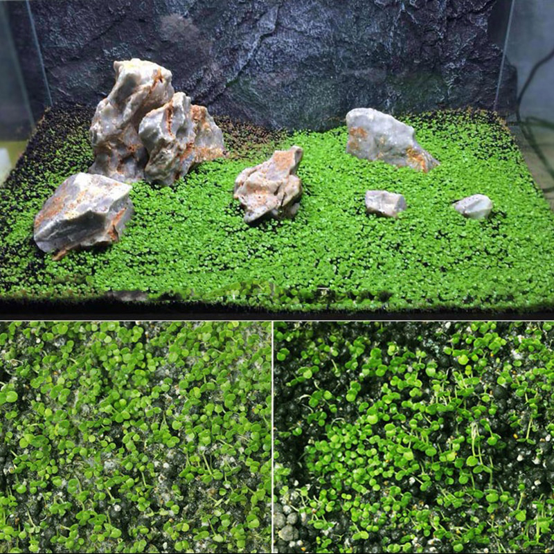 Bibit Rumput Air Dekorasi Aquarium Landscape Ornament 10g Big Fescue