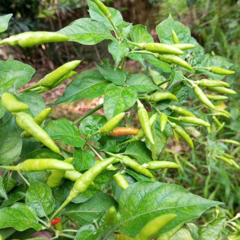 

Benih bibit lombok cabe rawit lokal kampung hijau tahunan lebat 130 benih