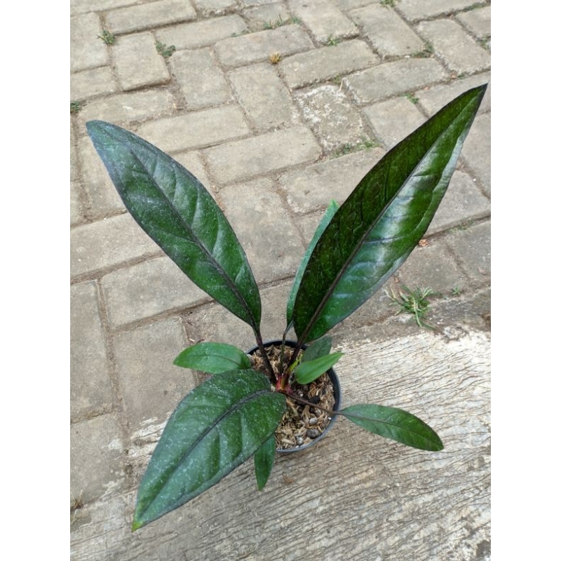 Anthurium Black
