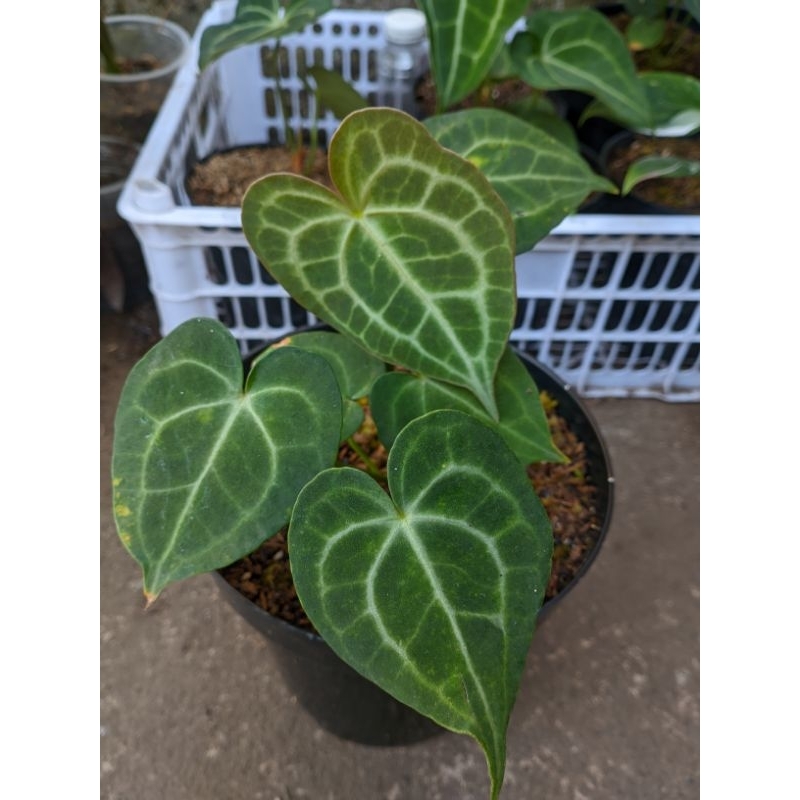 anthurium Clarinervium / tarantula