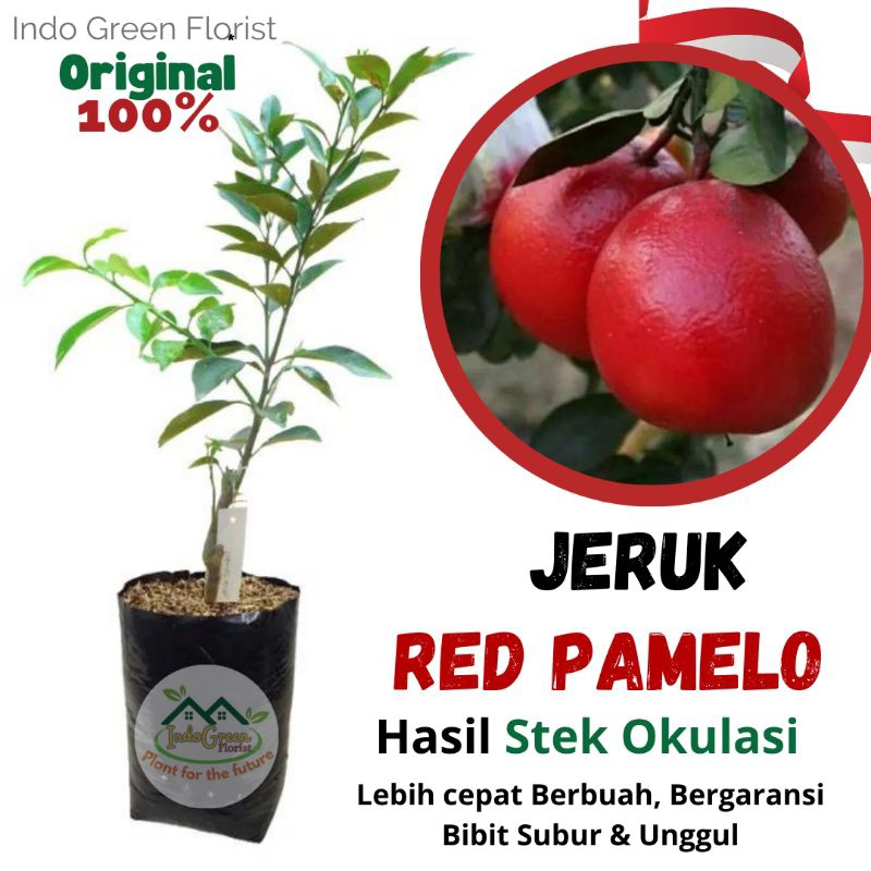 Jeruk red pamelo bibit buah jeruk red pamelo  asli