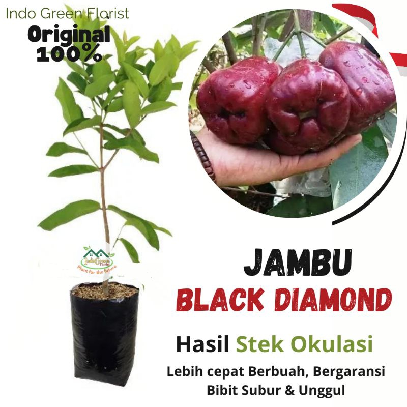 Bibit Jambu Air Black Diamond Okulasi/ Tanaman Jambu Air/ Jambu Air Black Diamond Berbuah Cepat