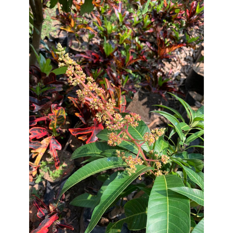 Mangga Miyazaki Berbunga