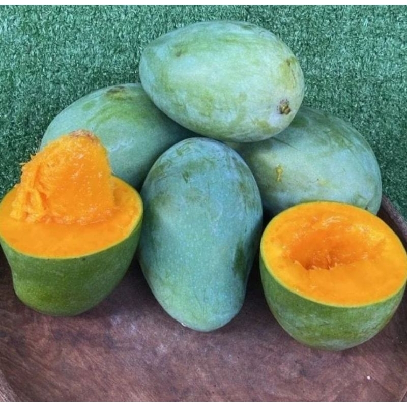 

Mangga Alpukat Klonal 1 Kg Super Manis