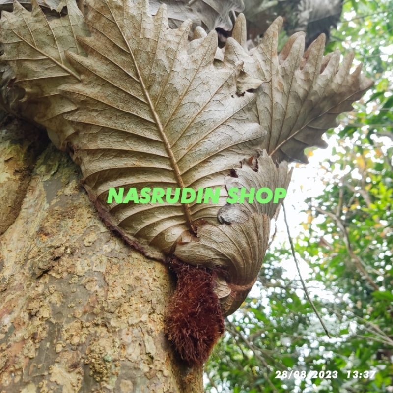 

[Fresh] BONGGOL KADAKA EKOR TUPAI PER PCS / BUKAN ANGGREK