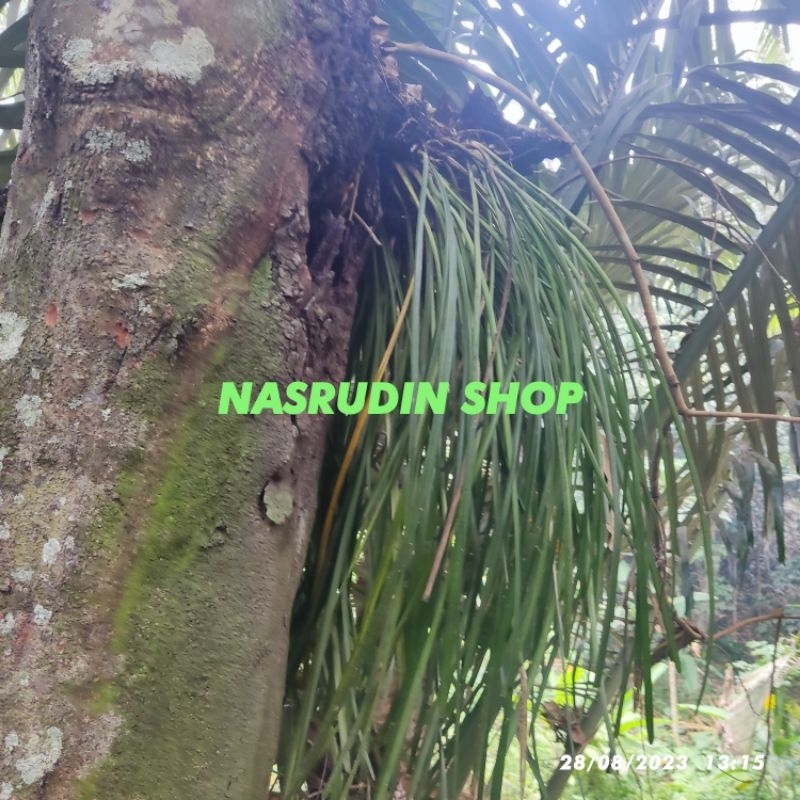 

[Fresh] KADAKA RUMPAI 10 HELAI DAUN KADAKA LAMBAI / BUKAN ANGGREK