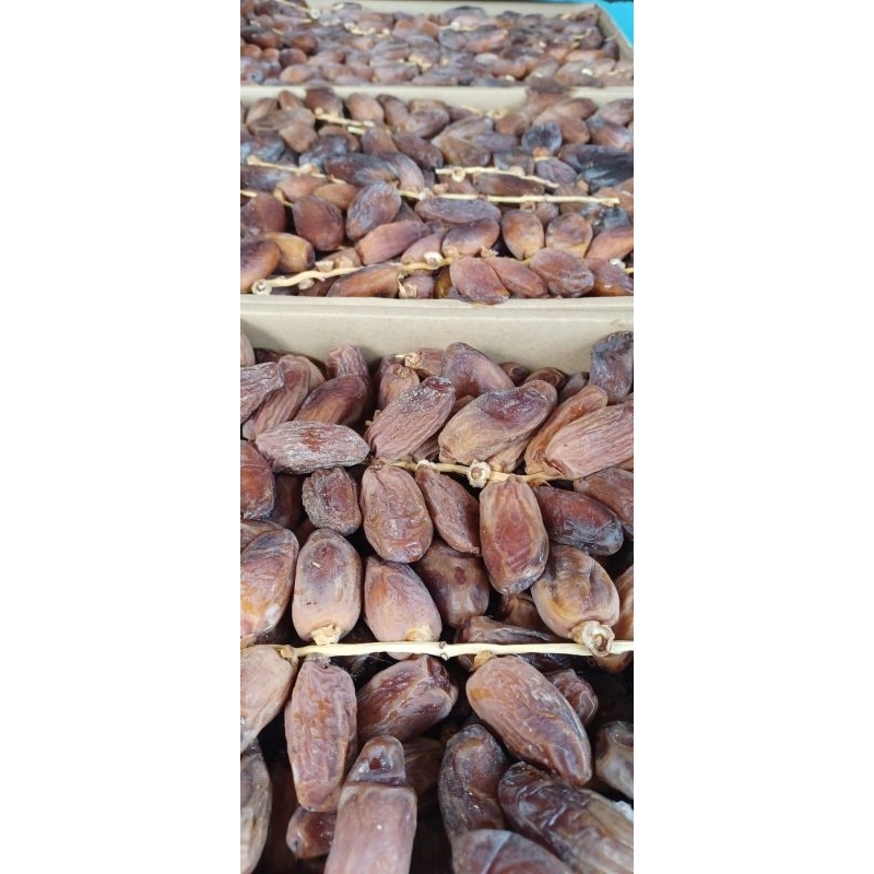 

Kurma TAngkai Tunisia Temora