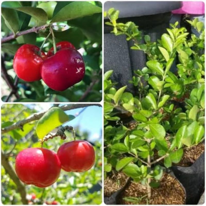 bibit ceri merah (ceri jepang) cepat berbuah