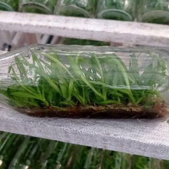 botol dendro melintir