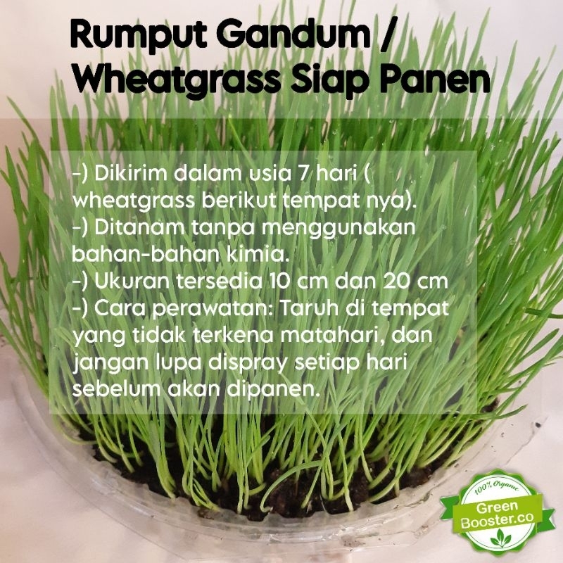 

Rumput Gandum / Wheatgrass Siap Panen | GreenBooster