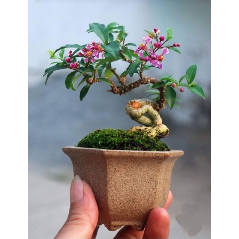 BONSAI SAKURA MICRO