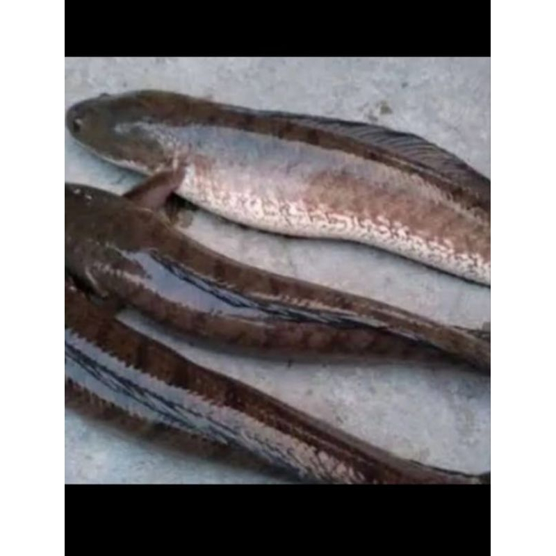 

ikan gabus 2 ekor berat 1.3kg - 1.5kg