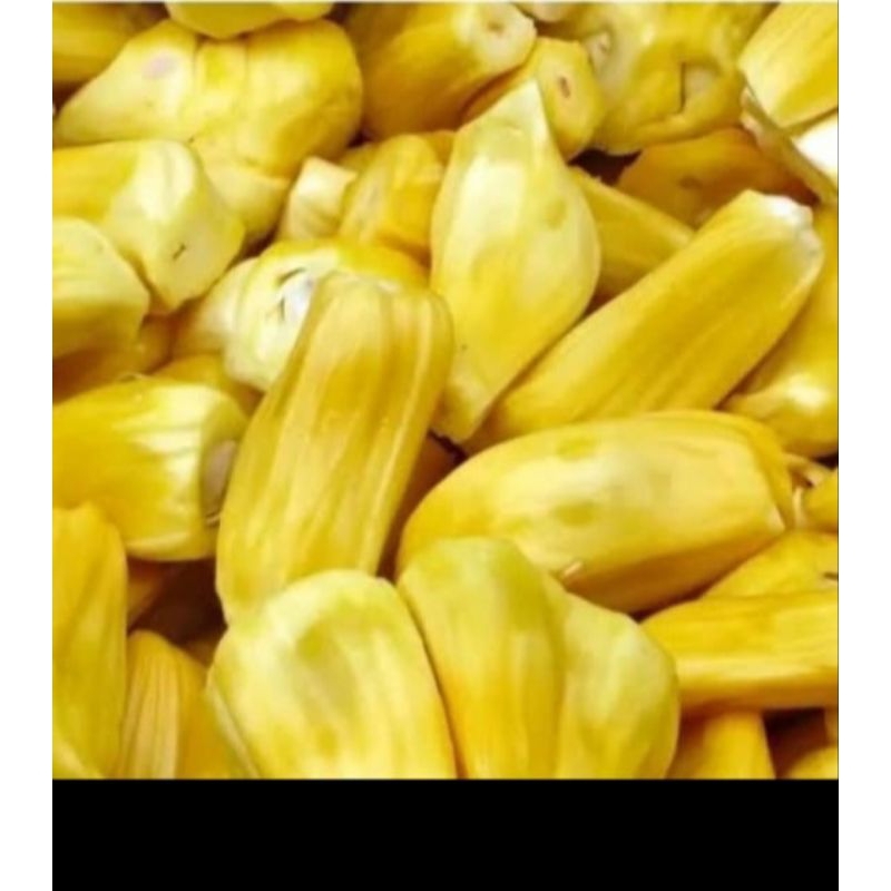 

buah nangka Mateng ada biji