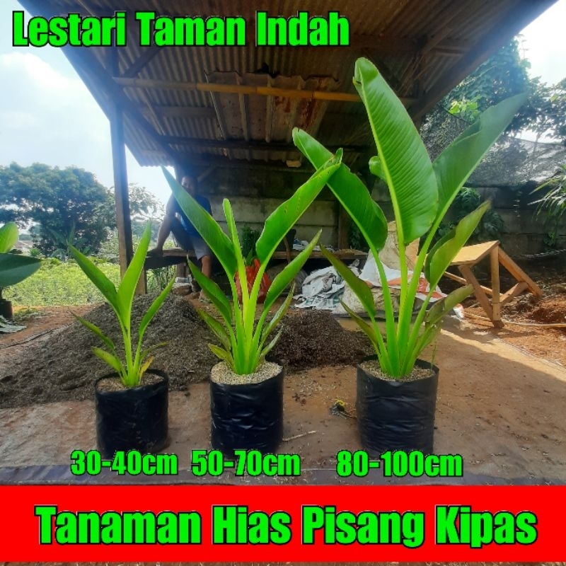 tanaman hias pisang kipas 1 meter pohon pisang kipas tinggi 1 meter  tanaman pisang kipas