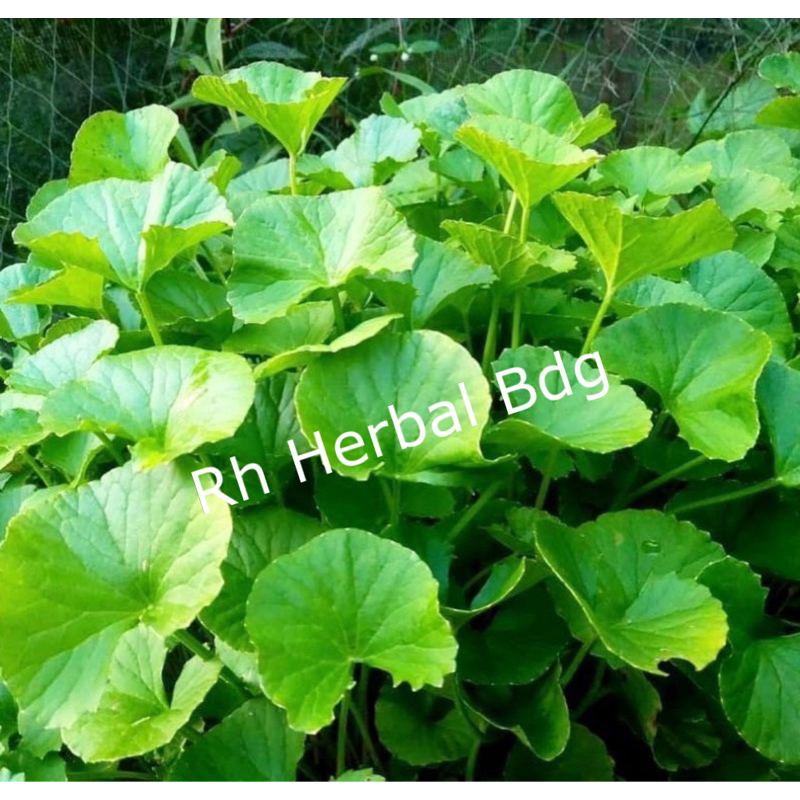 

daun pegagan / antanan segar fresh langsung petik 500gram