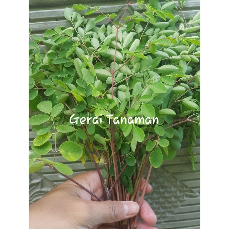 Stek 7 batang pohon kelor merah tanaman herbal