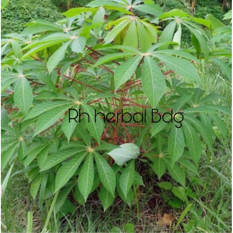 

Daun Singkong Segar Langsung petik