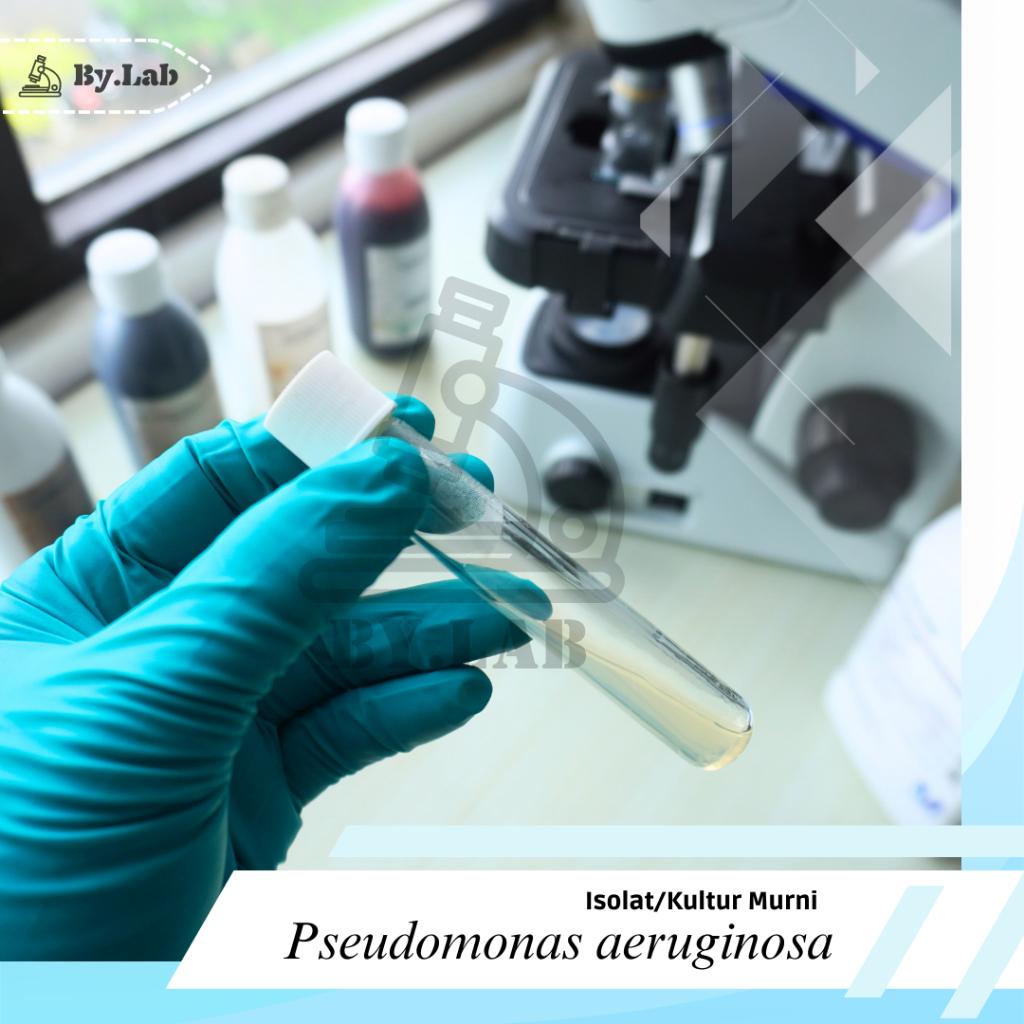 Isolat/Kultur Murni Bakteri Pseudomonas aeruginosa