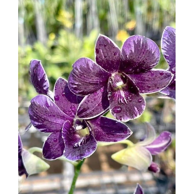 Anggrek Dendrobium Mutasi Silangan Dari Anggrek Bidadari Biru