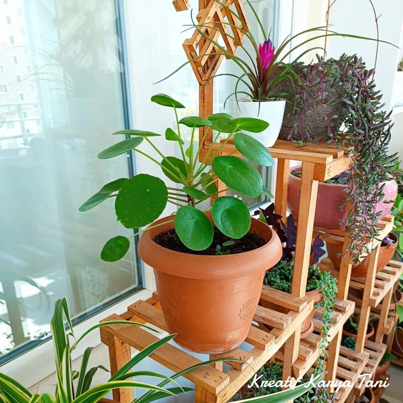 Adelonz Tanaman Hias Chinese Money Plant Pilea - Peperomia Pilea