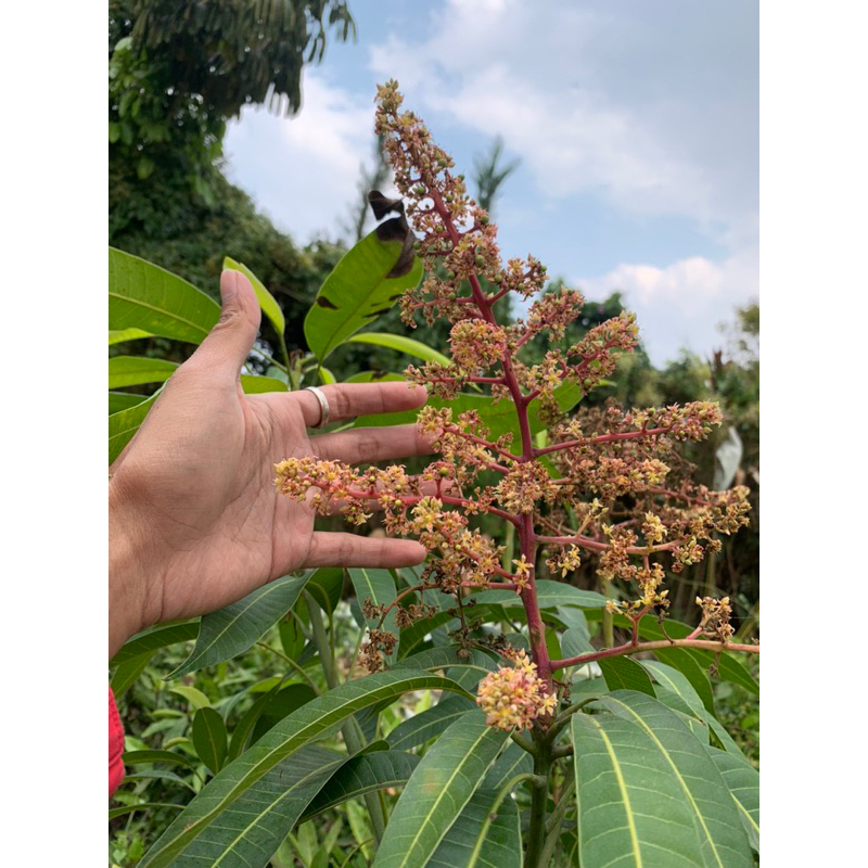 Mangga Miyazaki berbunga lebat