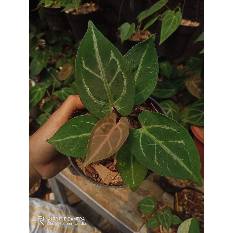 papilaminum x waroqenum