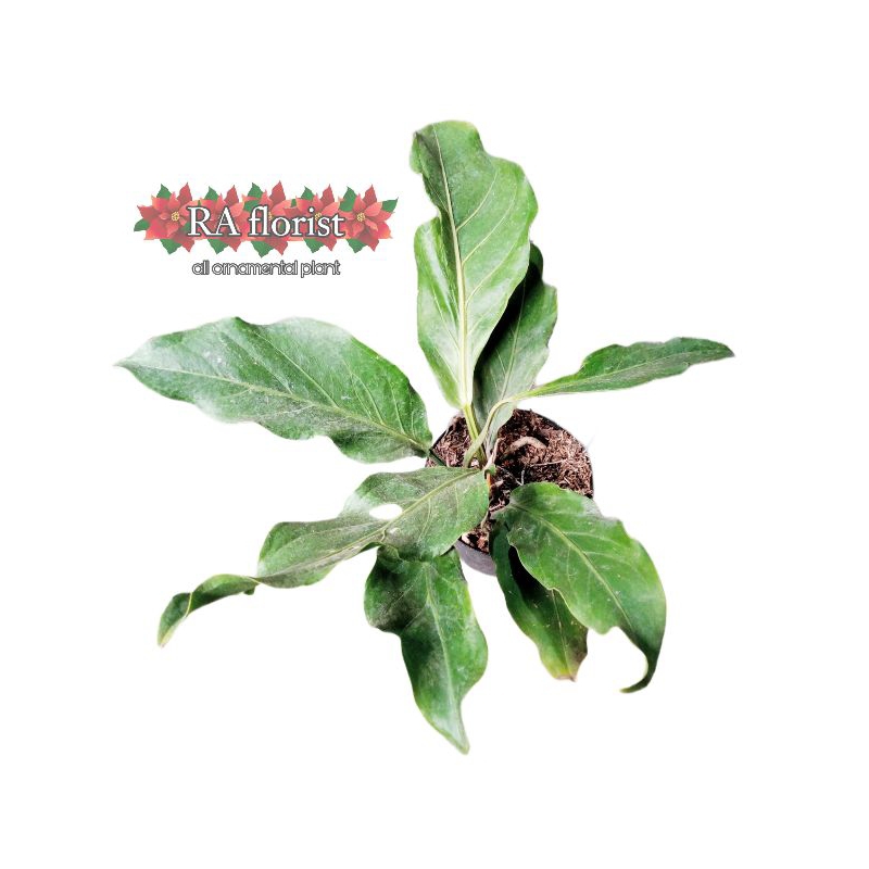 tanaman hias gelombang cinta