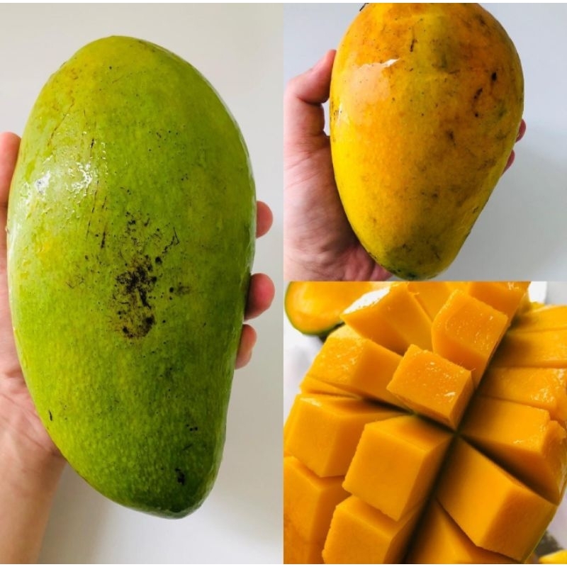 

Mangga Kiojay Thailand 1,1kg