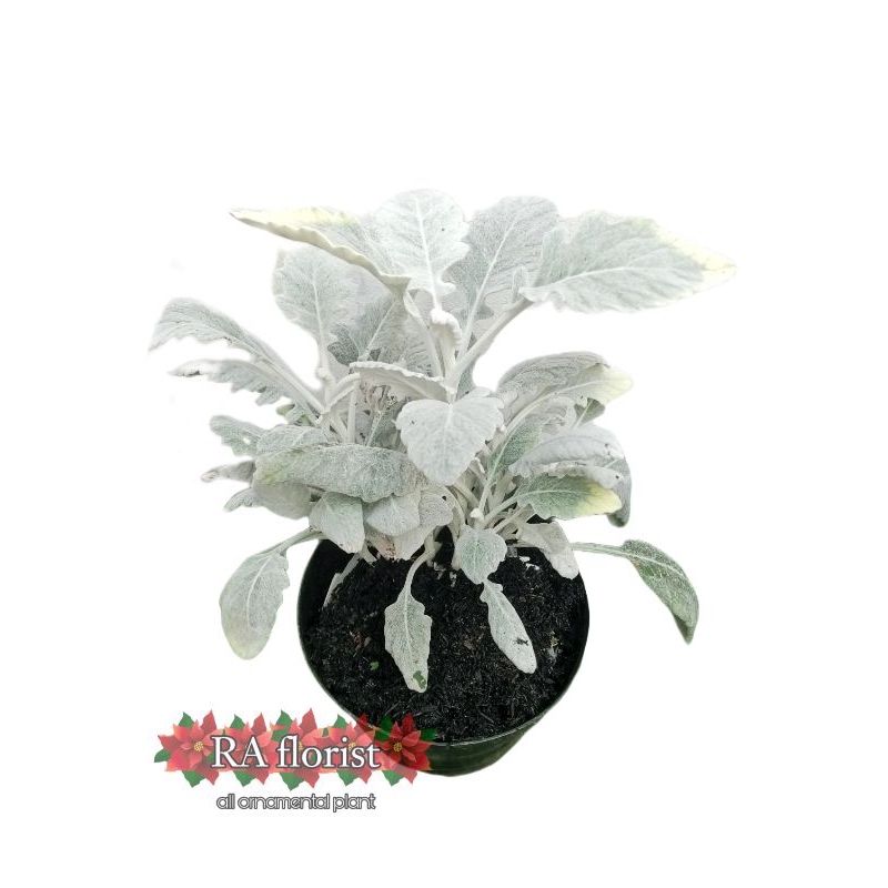 Tanaman hias silver dust daun tebal