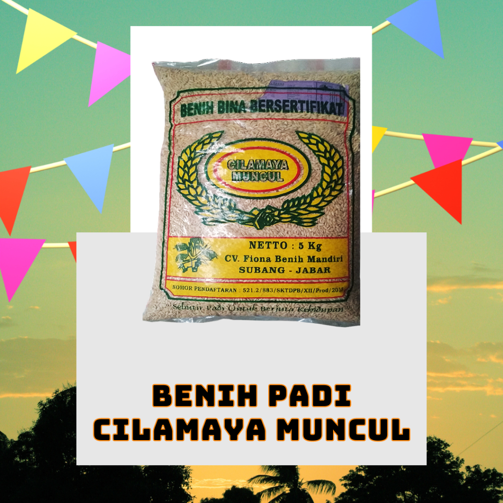 Benih Padi Cilamaya Muncul Kemasan 5 kg